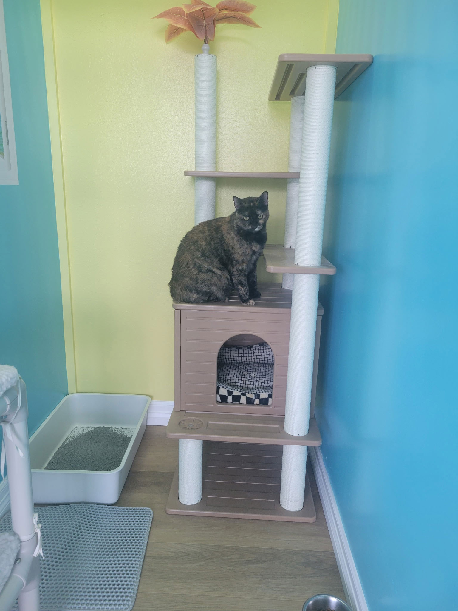 cat-boarding-room-2