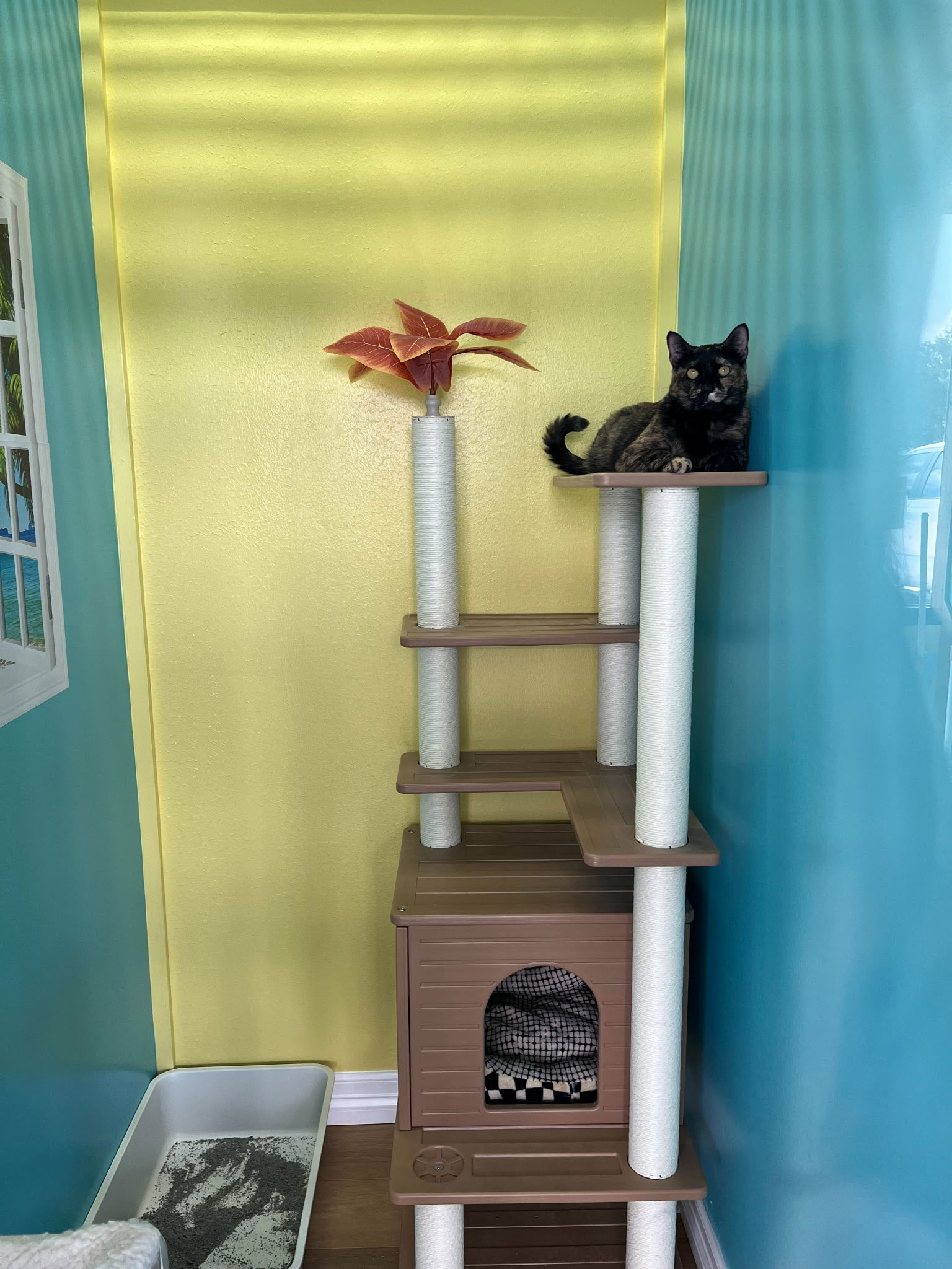 cat-boarding-room-6